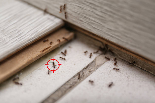 Best Local Pest Control Services  in Morgantown, WV